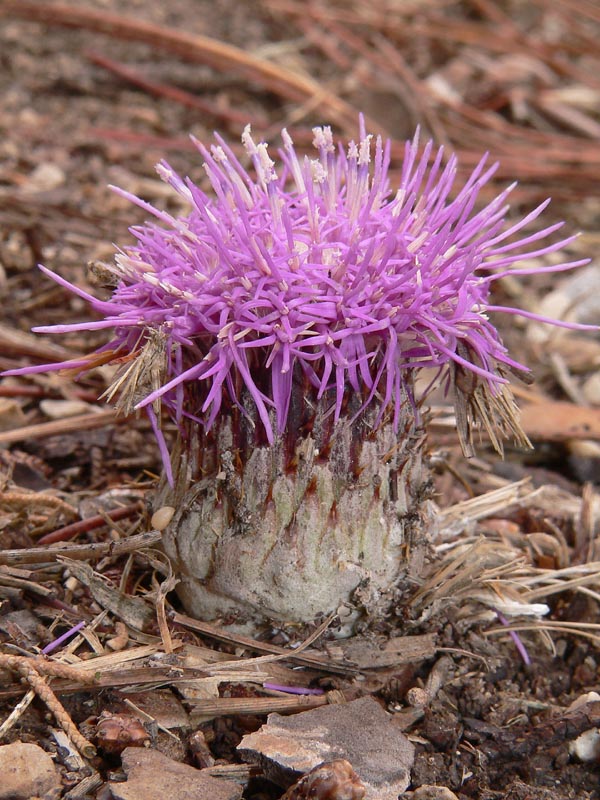 Qualche pianta da identificare